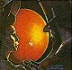 Icon Worlds of Ultima 2 - Martian Dreams